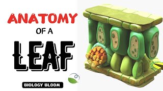 Anatomy of a Leaf  Anatomy of Flowering Plants  Biology Bloom neet [upl. by Justine]