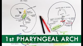 First Pharyngeal Arch and its derivatives  Embryology Tutorial [upl. by Rezal]