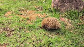 Echidna looking for ants to eat [upl. by Tutt]