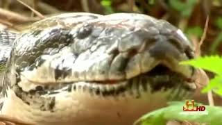 Giant Man Eating Anacondas and Pythons FULL DOCUMENTARY [upl. by Flossy9]