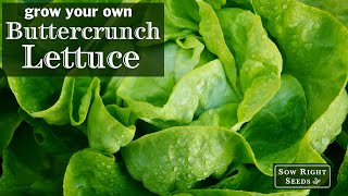 Sow Right Seeds  Buttercrunch Lettuce [upl. by Kreis]