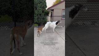 abby cries about puppy problems part 2 borzoi puppy dogsofyoutube petshorts sisters dogs [upl. by Mildred]