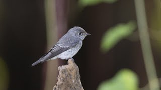 高字塔的烏鶲Darksided Flycatcher [upl. by Llerehc]