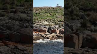 Welcome to Freycinet National Park East Coast Tasmania travel australiatravelguide tasmania [upl. by Fessuoy]