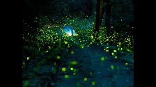 Firefly Garden Lights Star Projector Laser Christmas Lights [upl. by Nishi]