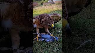 Eagle catch pigeon birds trend tredingshorts treding youtube youtubeshorts shortsvideo short [upl. by Kutchins]