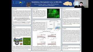 Disinhibition of Retrosplenial Cortex via DREADDs [upl. by Esimaj]