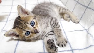 こんなにイケメンな子猫ですが寝相がヘンテコで笑っちゃいます【赤ちゃん猫 保護猫】 [upl. by Milano]