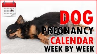 Dog Pregnancy Calendar  Week by Week Dont miss out [upl. by Tnomad]