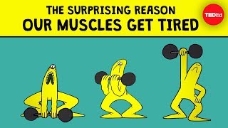 The surprising reason our muscles get tired  Christian Moro [upl. by Amero466]