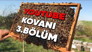 Youtube Kovanı  Sıfırdan Arıcılık 3Bölüm koloni tanıtımı Anaarı işçi arı erkek arı [upl. by Arabel]