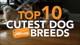 Top 10 Cutest Dog Breeds [upl. by Chambers997]