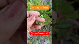 How to collect purslane seeds gardenflowers seeds homegardning shortsfeed viralvideo [upl. by Aicat]