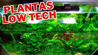 5 PLANTAS FÁCEIS PARA AQUÁRIO LOW TECH [upl. by Nibot]