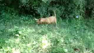 Zoldmali Tucsok wirehaired vizsla puppy and his hare prey [upl. by Chevalier]