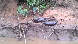 IMPRESIONANTE Anaconda cerca a Puerto maldonado [upl. by Barren]