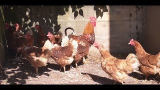 Rooster Alarm Ringtone  Wake Up Like a Boss  Rooster Alarm Clock [upl. by Sanderson]