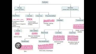 Epithelium and its Types [upl. by Sedgewick]