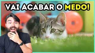 Como Fazer Um Gato Filhote Parar De Ter Medo [upl. by Eniroc]