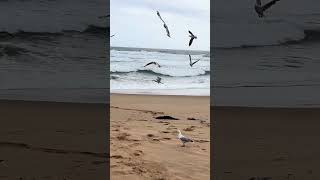 FISHING  KILCUNDA BEACH VIC AUSTRALIA [upl. by Lamp]