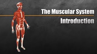 The Muscular System Explained In 6 Minutes [upl. by Forward]