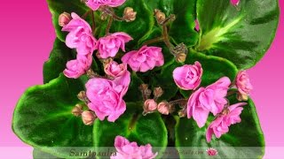 Timelapse of Growing and Opening Pink Saintpaulia [upl. by Isla]