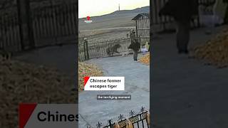 Chinese farmer escapes mauling from Siberian tiger [upl. by Oiznun553]