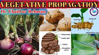 143 Natural Vegetative Propagation in Plants  Bulbs Corms  Rhizomes  Leaves  Class 10 Biology [upl. by Indira348]