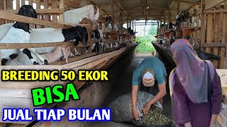 Breeding Kambing Lebih Cocok Untuk Di Jadikan Usaha Utama [upl. by Lajib126]