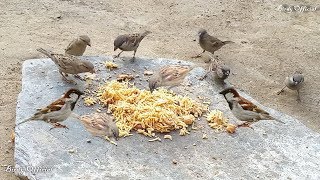 Feeding The Birds  House Sparrows Feeding On Rice [upl. by Chao]