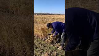 Upland paddy cutting process Good tools and machinery can increase work efficiency [upl. by Bayly]