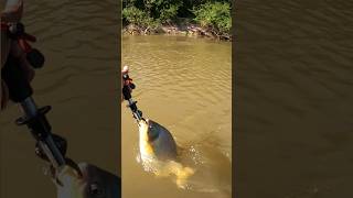 Pescaria no Pantanal pescaria pescador fishing peixe [upl. by Obeng174]