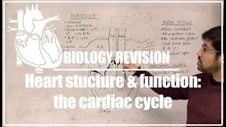 Cardiac Cycle complete explanation  Chapter Circulation  Video  4 [upl. by Fortunia]