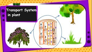 Science  Transportation in plants xylem phloem transpiration pull  English [upl. by Buckie438]