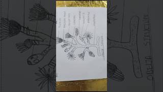 Easy structure of aureliaobeliaobelia coelenterata diagramofobelia easydiagram diagramvedios [upl. by Jariah714]