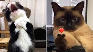 Compilation New Funniest Cat Videos 😹 You laugh You Lose 🤣 Best of Funny Cat Videos 😂 [upl. by Idnarb426]