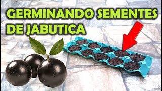 APRENDA A GERMINAR JABUTICABA  SIMPLES E PRÁTICO [upl. by Solon]