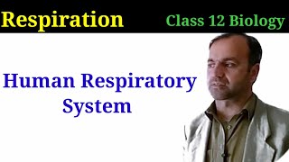 Human Respiratory system  Parts of respiratory system  class 12 Biology [upl. by Odnomyar]