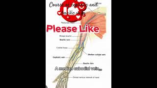 Cephalic and basilic vein cource origin drainageviralshort clinicalanatomy biology anatomy fyp [upl. by Uria]