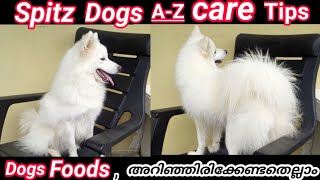 അറിയാതെ പോകരുത് Indian Spitz Dogs Care Tips and Food List Malayalam [upl. by Ruscher]