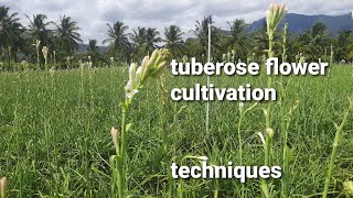 Tuberose flower cultivation [upl. by Chatwin]