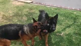 Tayson OD Gradica Zara Sire Lithium Vom Fanino Dam Black Lady OD Gradica Zara [upl. by Lexie490]