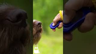 Only DOGS can HEAR these 6 SOUNDS 🐶🔊 dogs animalfacts animals [upl. by Hardi]