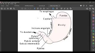 L11 ANATOMY The stomach [upl. by Rahman]