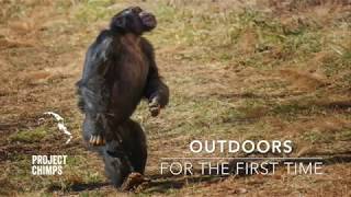 Chimps Go Outdoors for the First Time [upl. by Boardman]