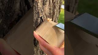 Amazing amp Satisfying ASMR Wood Cutting shorts asmr asmrshorts woodworking satisfying [upl. by Naot]