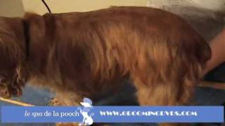 How to Groom A Cocker SpanielTrim with Andis Clippers [upl. by Haissi584]