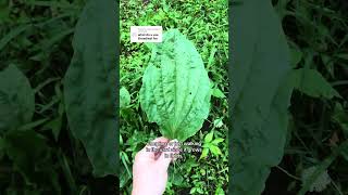 Broadleaf Plantain Plantago major Edible amp Medicinal Uses [upl. by Amiel]