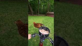 Trying out a different bike and basket Not sure Pouncey likes the smaller basket VelotricEbike [upl. by Brown981]