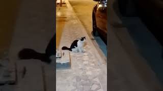 Pusang gala lumitaw pusanggala cat cats shortvideo viralshorts [upl. by Airtemad77]